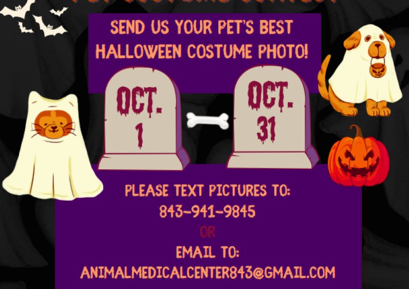 Carousel Slide 1: AMC Pet Costume Contest!  The winner will be chosen on November 2nd and will receive a Halloween treat.  We look forward to seeing those costumes!