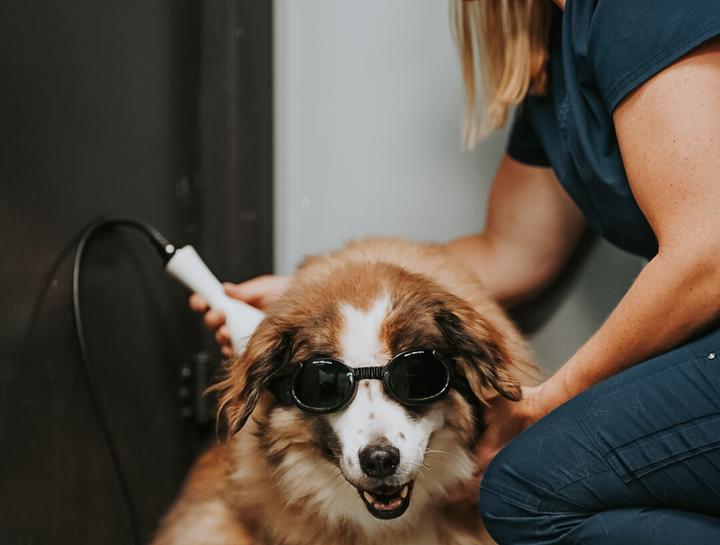 Laser Therapy for Dogs