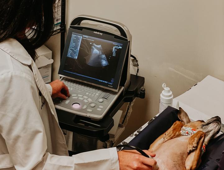 Pet Ultrasound