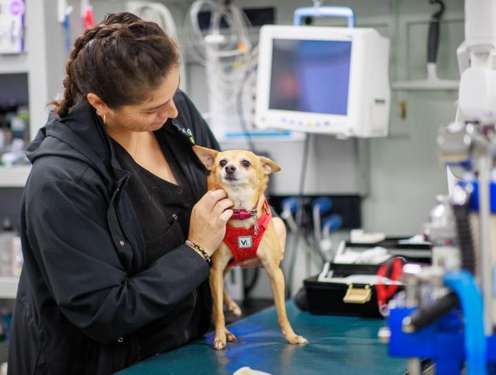 Beaufort Pet Behaviorist
