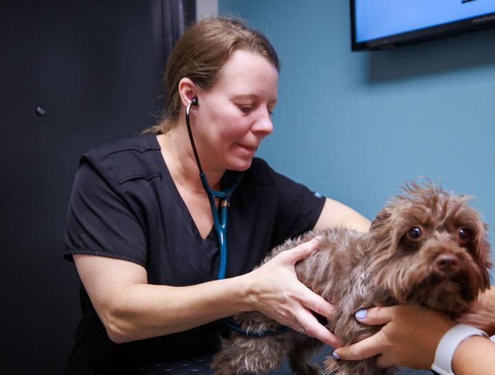 Emergency Veterinary Care