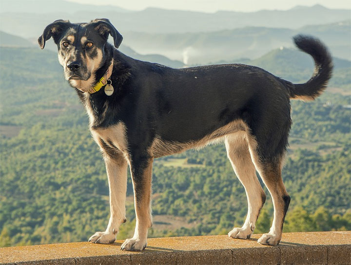 Dog Microchipping Pet Chip