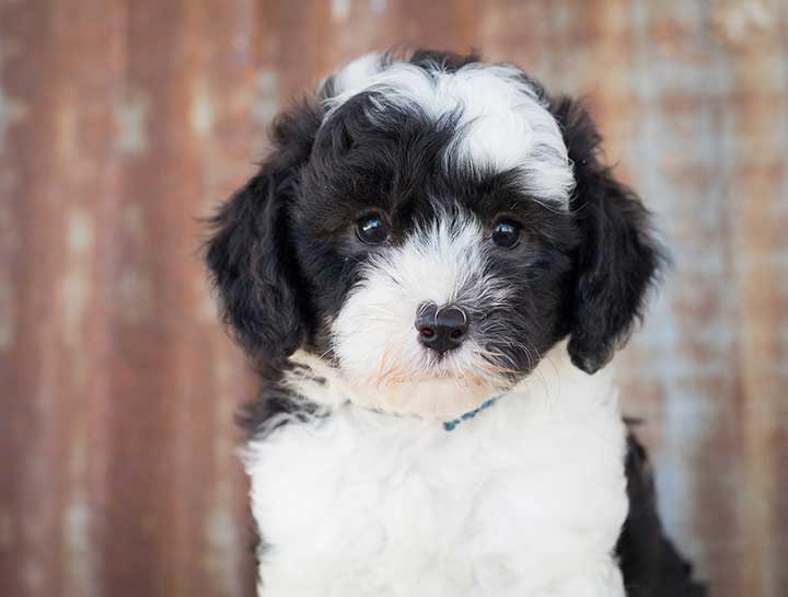Puppy Care