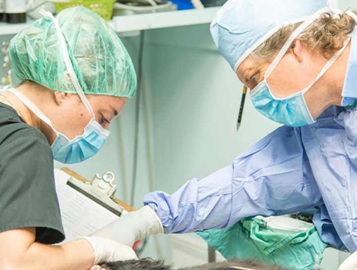 $City Veterinary Surgeries